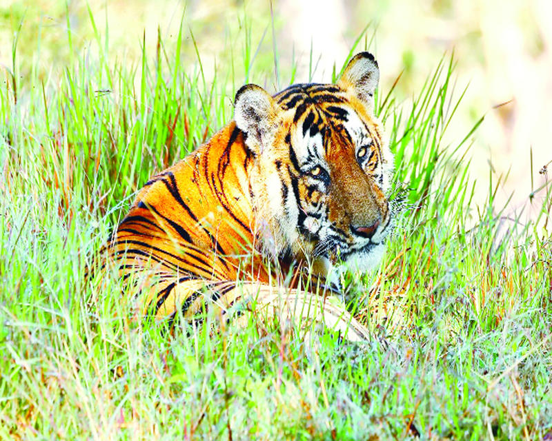 Cornered in the wild: Trapped tigers spark conservation debate