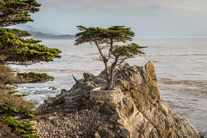 California's most photographed tree should be allowed to die