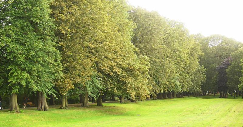 Council criticised for having 'no idea' how many protected trees have been felled