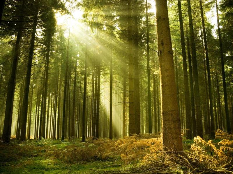 Se vale tutto il passo successivo è innamorarsi di un albero