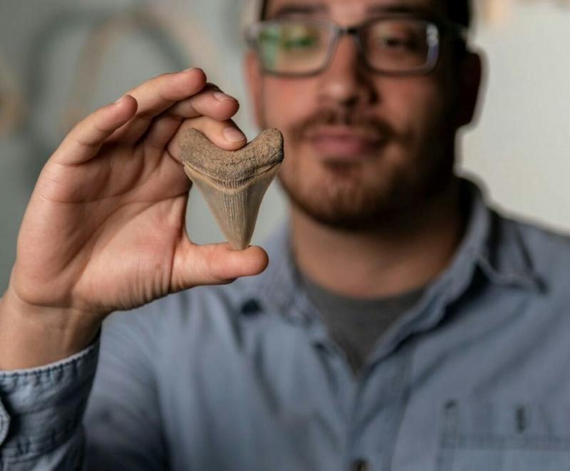 Fossil shark teeth are abundant and can date the past in a unique way