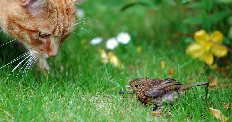 Kevin McKenna: Misanthropic, be-whiskered sociopaths: cats are for the watchin' Any reasonable person who cares about the welfare of Scotland’s avian community should welcome the prospect of restrictions on the activities of cats.