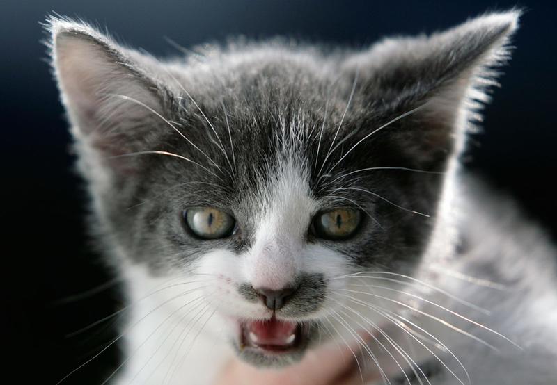 Does Scotland actually want to ban cats?