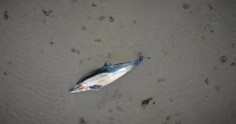 Dolphin found washed up on Norfolk mud flats