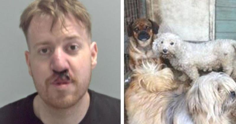 Banned dog breeder formed gang that conned owners into buying sick and dying puppies