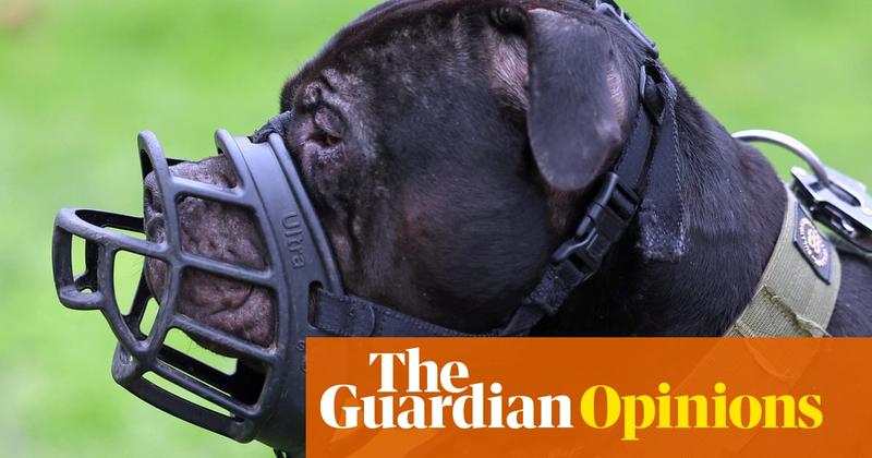 A year into the XL bully ban, one thing is clear: it is not the solution to dog attacks