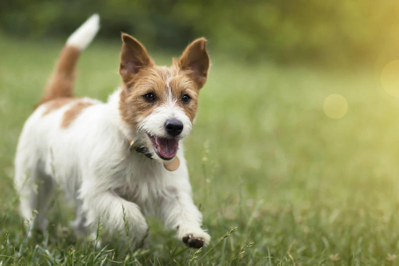 Cigarro e vape são riscos para a saúde dos pets