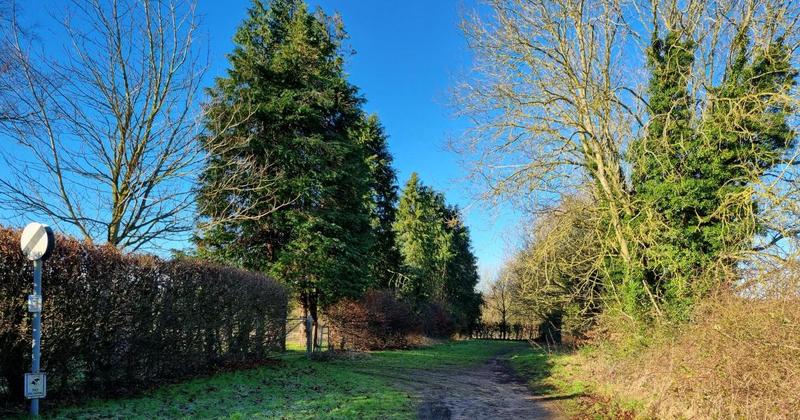 Tree felling work to go ahead after police called over roosting bat fears