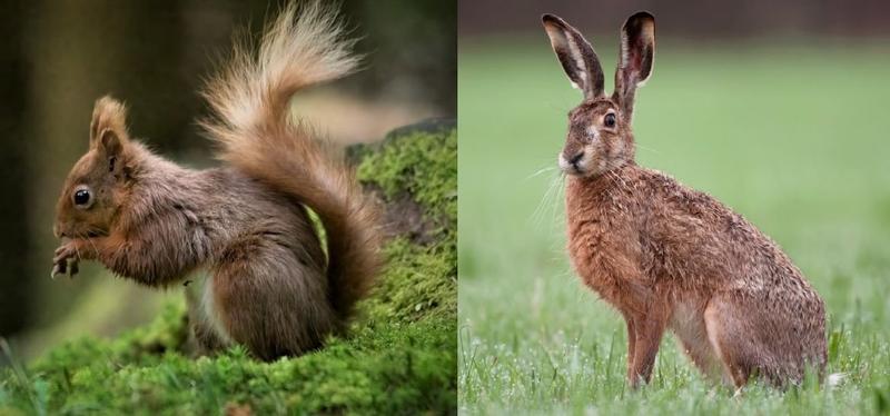 Har Darwin og evolusjonsbiologien bare delvis rett?