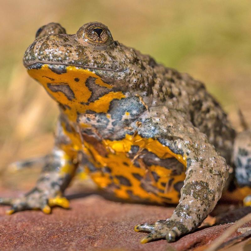 Un nuovo stagno per salvare l’ululone dal ventre giallo: l’anfibio è a rischio estinzione 