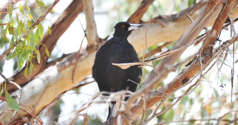 There's nothing quite as uplifting as a magpie's warbling