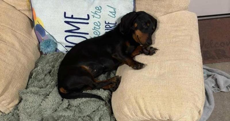 Hundreds of people join search to find missing dachshund