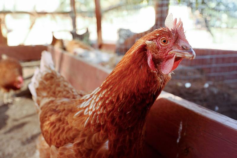 Your questions about bird flu answered by experts