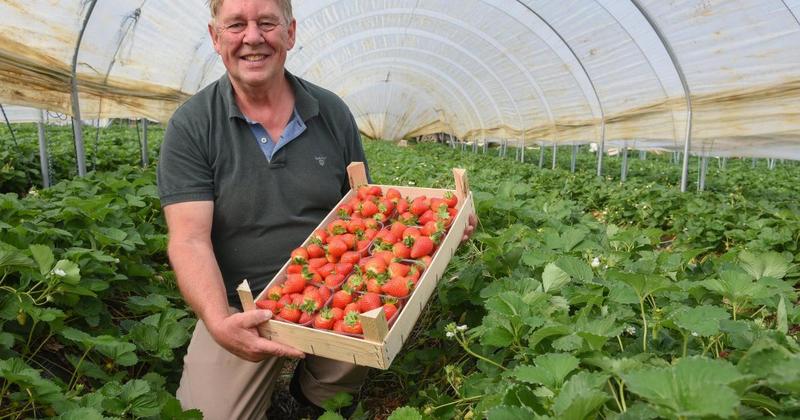 Strawberry farm expansion bid goes pear-shaped over 'certain disaster' fears