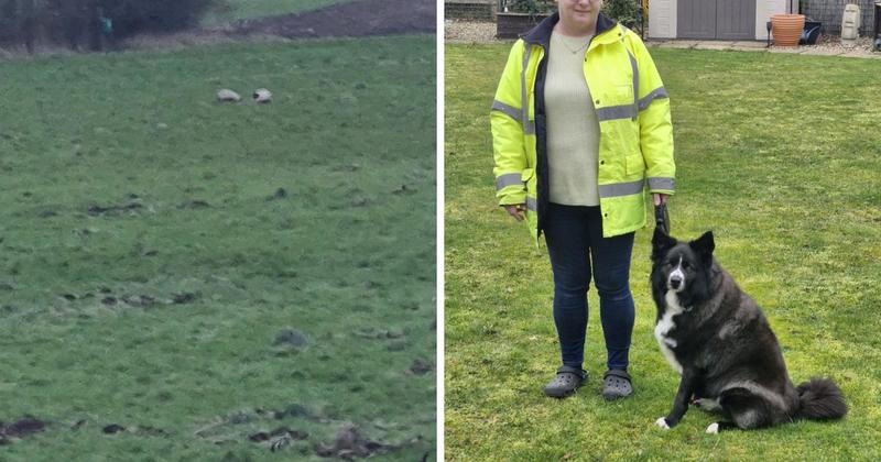 Rogue pigs break free of electric fence to roam village again