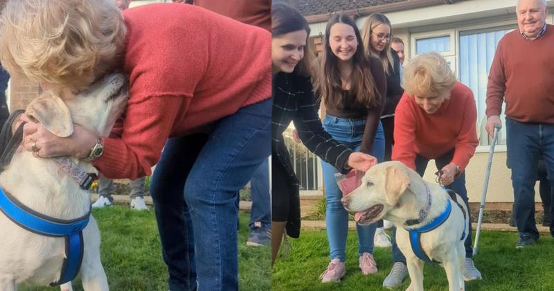 WATCH: Labrador reunites with family SEVEN years after being stolen