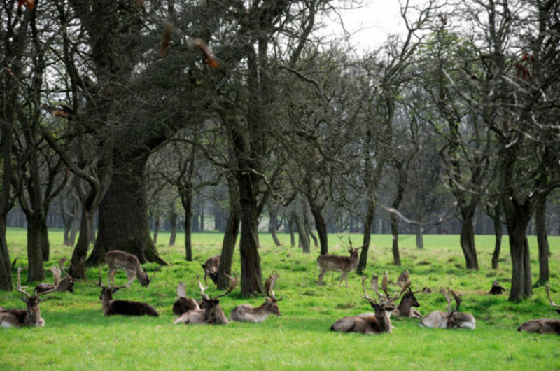 Opinion: The Phoenix Park deer might be part of its heritage, but they're bad for biodiversity