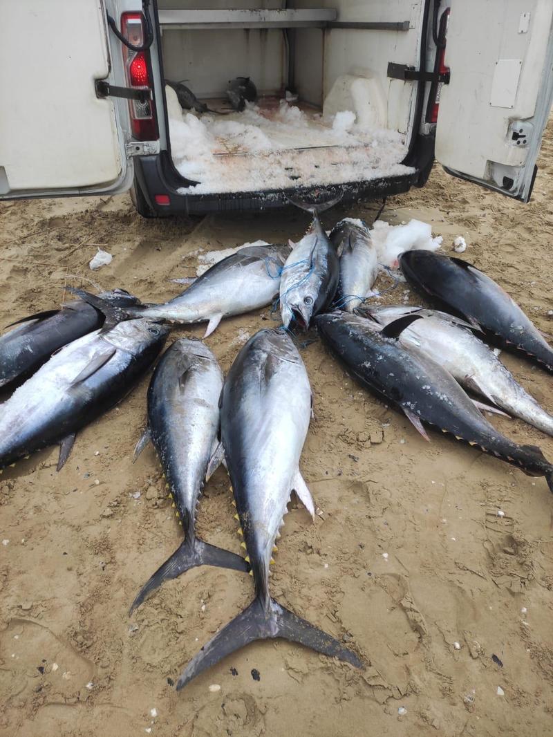 Sbarco illegale al porto: sequestrati 12 tonni rossi