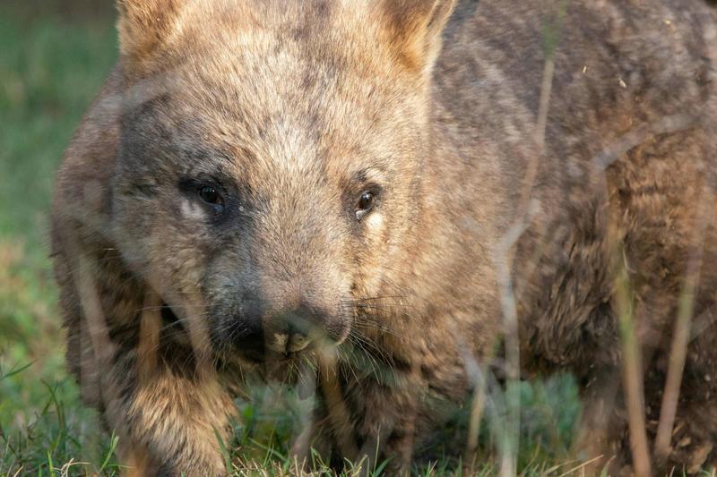 The Nullarbor is riddled with wombat and rabbit warrens. Scientists are watching them from space