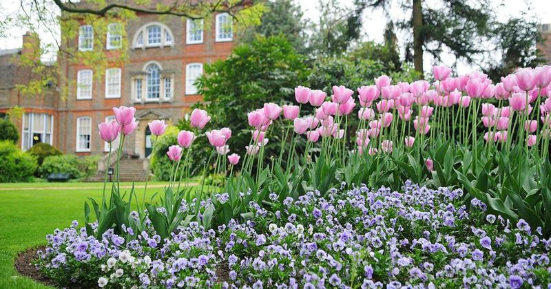 Mystery over why National Trust wants to fell 'healthy' tree