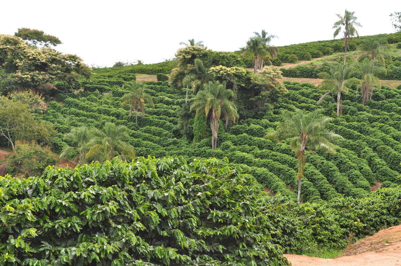 Originalidade transforma aumento do café em dinheiro