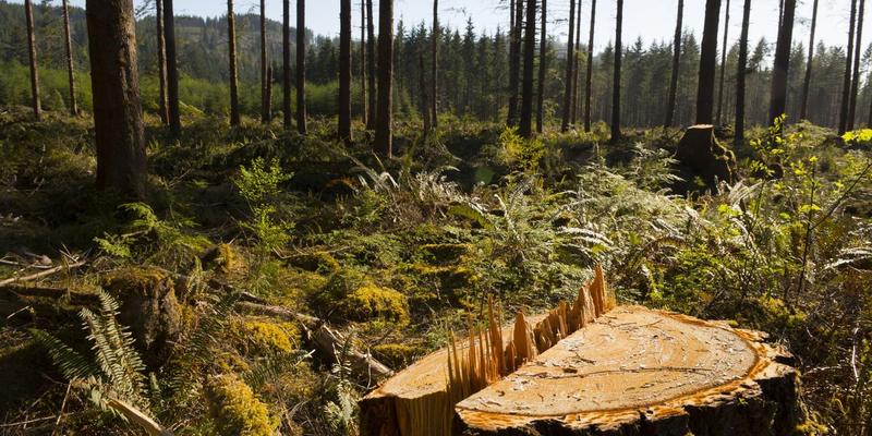 The Fix Our Forests Act Is a Logging Bill Disguised as a Firefighting Bill