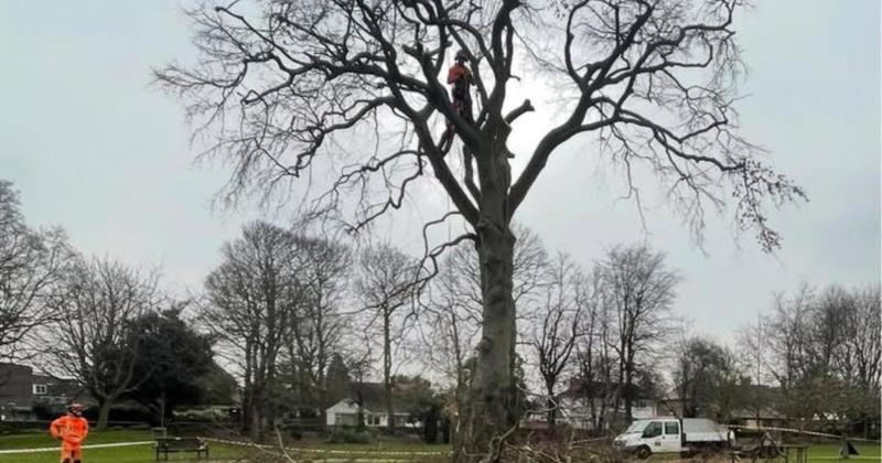 'Popular' tree to be cut down due to safety concerns