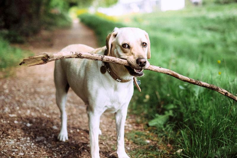 Thousands of Australian pets may soon have ‘useless’ microchips. It’s a symptom of a bigger problem