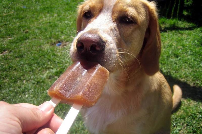 Aprenda receitas refrescantes e práticas para manter o pet hidratado