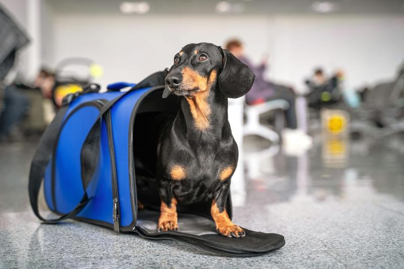 Australians may soon be able to fly with their pets in a plane’s cabin – but not every pet is suited to it