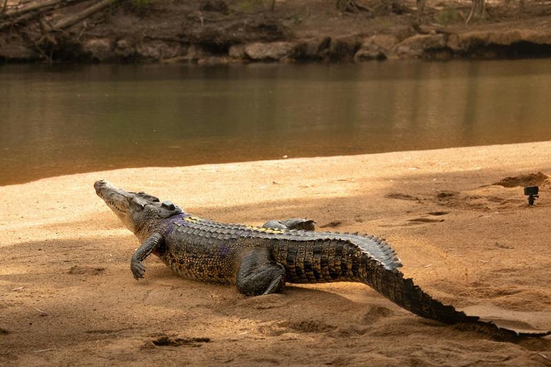 Nocturnal basking and deep diving may not be enough to keep crocodiles cool in a warming world