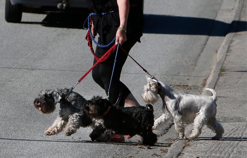 Hunden, loven og båndtvang