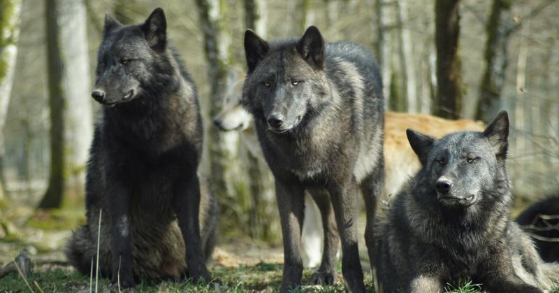 Coexisting With Wolves: Lessons From Force-Free Dog Training