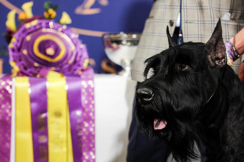 Schnauzer gigante vence tradicional concurso nos EUA; conheça Monty