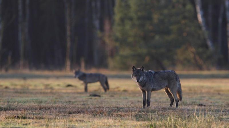 Wölfe in Thüringen: So viele Tiere wurden gezählt