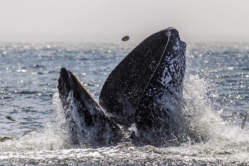 Whale Nearly Swallows Kayaker In Viral Video — The Likely Reason Why