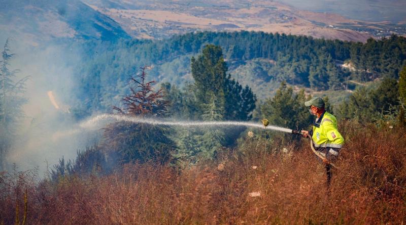 Burned trees, traumatized animals: Nature reveals the unseen effects of Israel’s wars