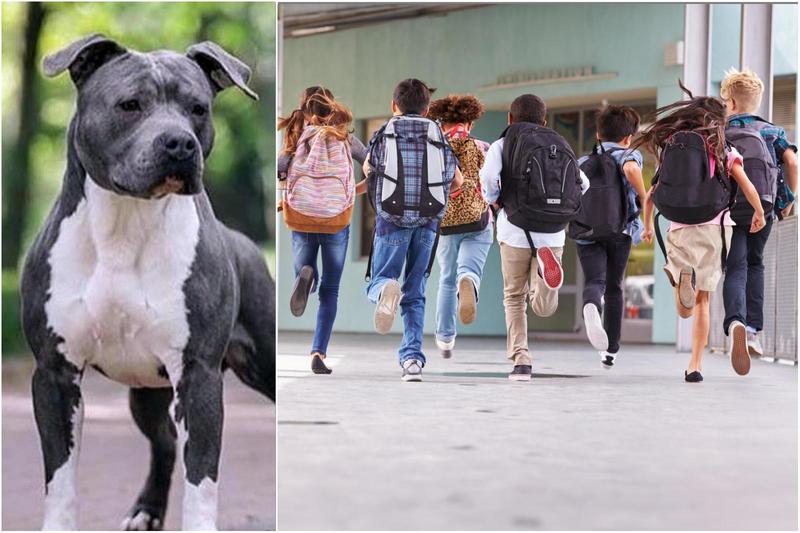 Porti a scuola tuo figlio? Il cane è vietato