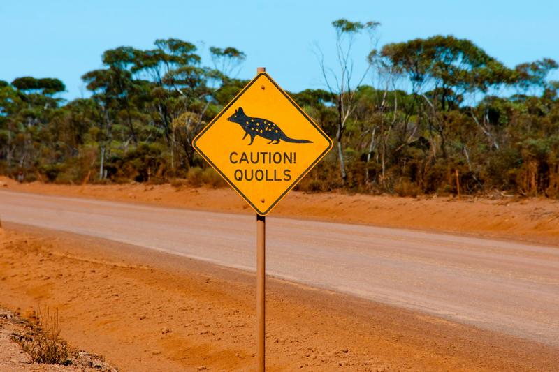 Lethal second-generation rat poisons are killing endangered quolls and Tasmanian devils