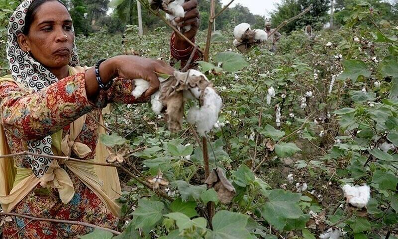 Unfavourable policies, weather threaten cotton production