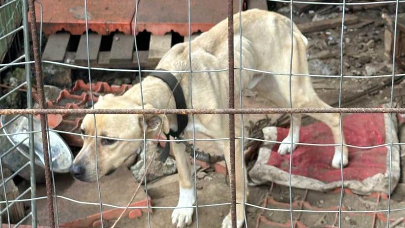 Salvati due cani ridotti alla fame: denunciato il proprietario aguzzino