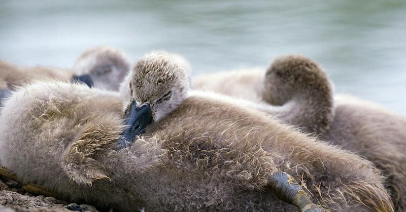 How Birds Rest, Roost, and Sleep and How We Disturb Them