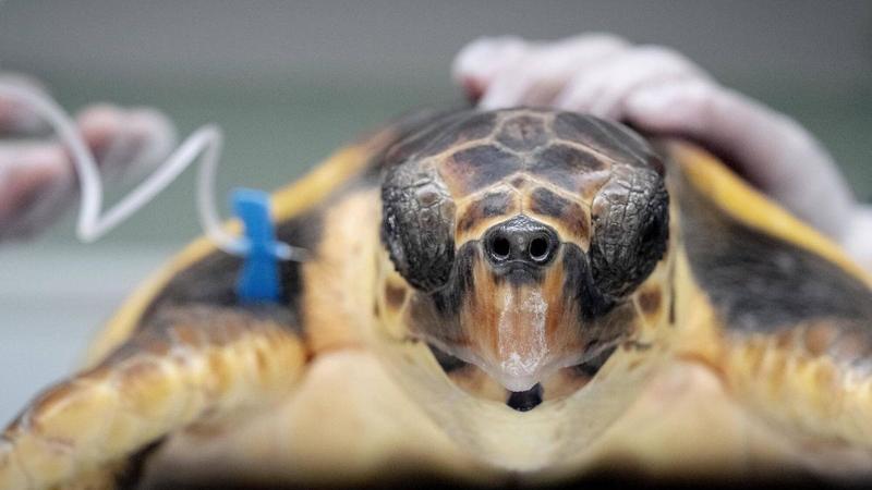 Un día en el 'hospital de tortugas': 