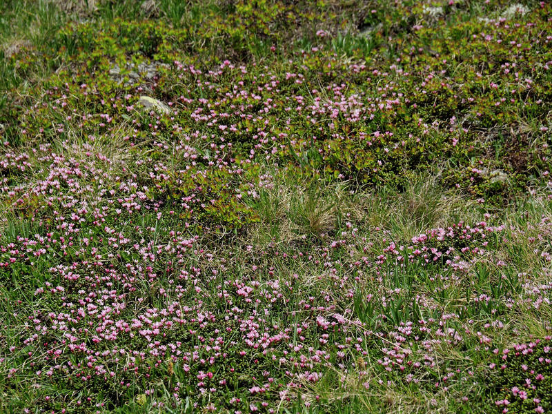 Trudging ‘Puke Hill,’ admiring azaleas and other fragments from the life of a Paradise firefighter