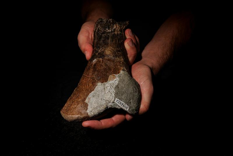 Carnivorous dinosaurs thrived in Australia 120 million years ago, new fossils show