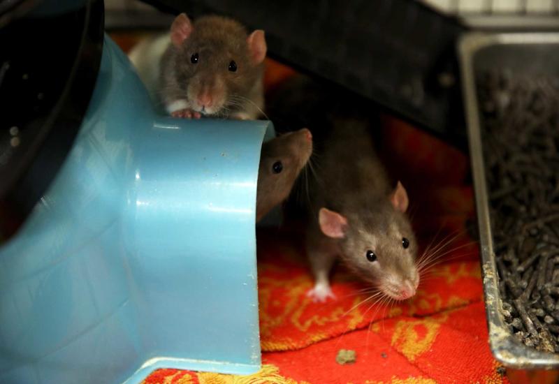 What S.F. can learn from New York about getting our rat infestation under control