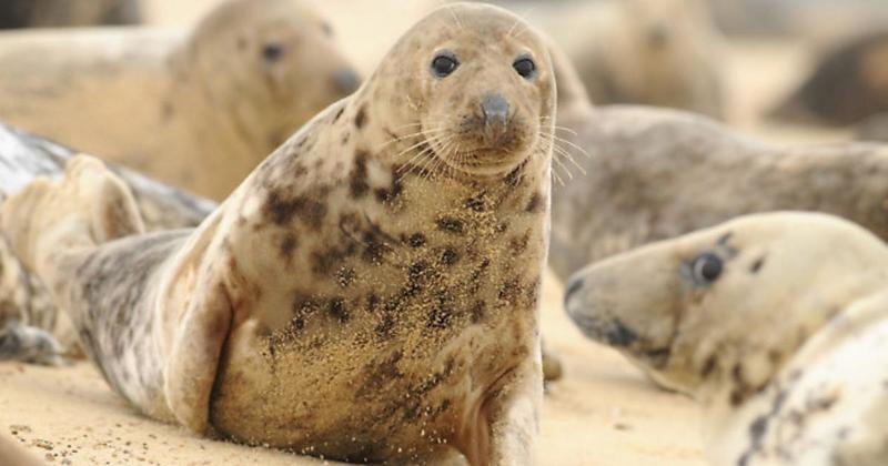 Bird flu found in grey seals on north Norfolk coast