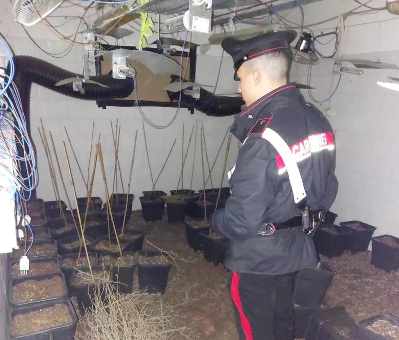 La fabbrica di marijuana in un casolare di campagna a Guastalla