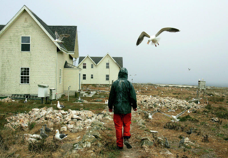 Year-round biologists to leave SF's Farallon Islands for first time in decades