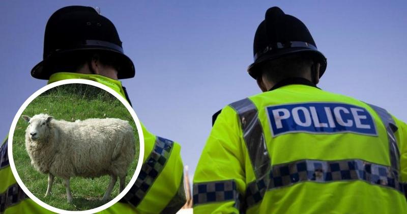 Police close sheep attack investigation